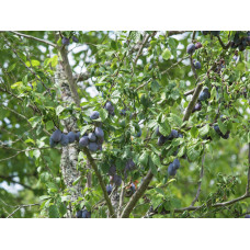 Слива домашня Угорка (пізня) | Слива домашняя Угорка (поздняя) | Prunus domestica Hungarian