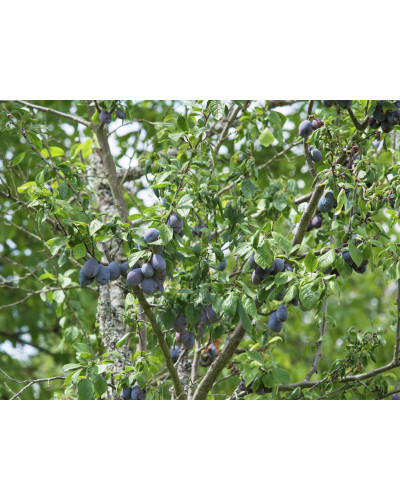 Слива домашня Угорка (пізня) | Слива домашняя Угорка (поздняя) | Prunus domestica Hungarian