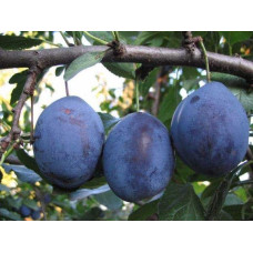 Слива домашня Угорка (пізня) | Слива домашняя Угорка (поздняя) | Prunus domestica Hungarian
