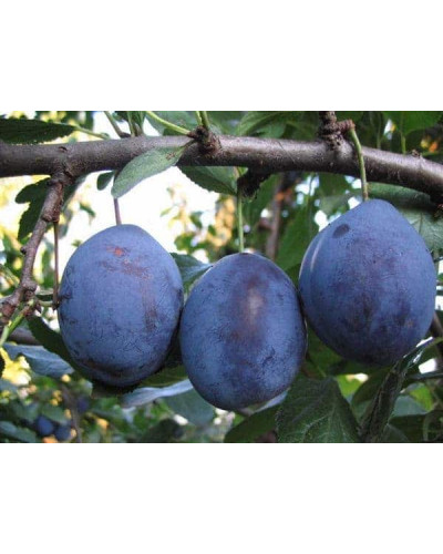 Слива домашня Угорка (пізня) | Слива домашняя Угорка (поздняя) | Prunus domestica Hungarian