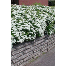 Спірея березолиста Ісланд | Spiraea betulifolia Island | Спирея берёзолистная Исланд