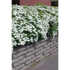 Спірея березолиста Ісланд | Spiraea betulifolia Island | Спирея берёзолистная Исланд