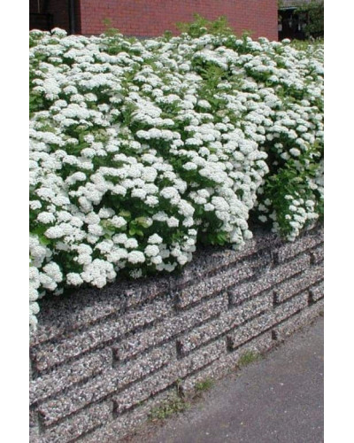Спірея березолиста Ісланд | Spiraea betulifolia Island | Спирея берёзолистная Исланд