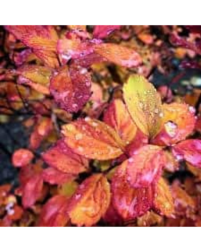 Спірея березолиста Ісланд | Spiraea betulifolia Island | Спирея берёзолистная Исланд