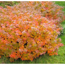 Спірея березолиста Ісланд | Spiraea betulifolia Island | Спирея берёзолистная Исланд