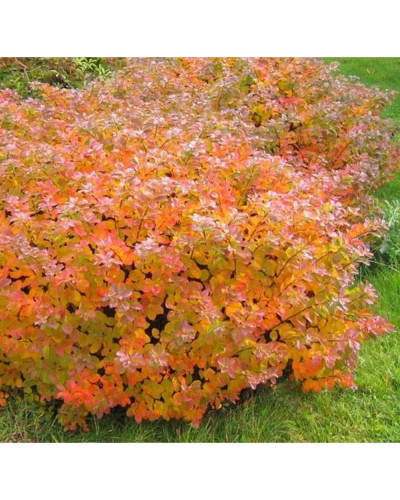 Спірея березолиста Ісланд | Spiraea betulifolia Island | Спирея берёзолистная Исланд