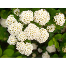 Спірея березолиста Ісланд | Spiraea betulifolia Island | Спирея берёзолистная Исланд