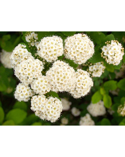 Спірея березолиста Ісланд | Spiraea betulifolia Island | Спирея берёзолистная Исланд
