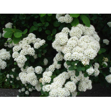 Спірея березолиста Ісланд | Spiraea betulifolia Island | Спирея берёзолистная Исланд