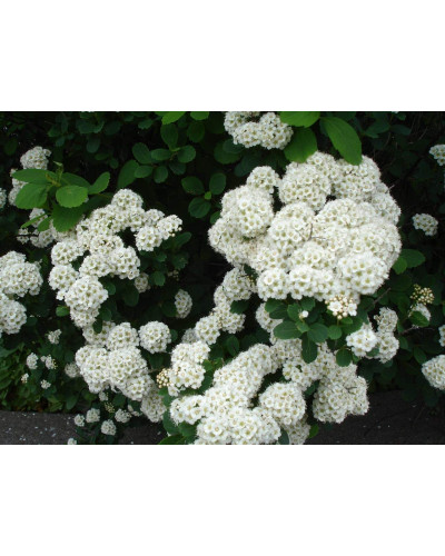 Спірея березолиста Ісланд | Spiraea betulifolia Island | Спирея берёзолистная Исланд