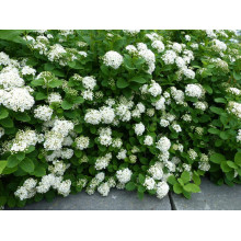 Спірея березолиста Ісланд | Spiraea betulifolia Island | Спирея берёзолистная Исланд