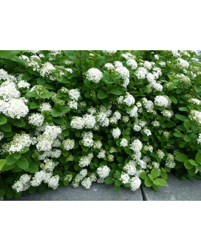 Спірея березолиста Ісланд | Spiraea betulifolia Island | Спирея берёзолистная Исланд