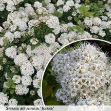 Спірея березолиста Ісланд | Spiraea betulifolia Island | Спирея берёзолистная Исланд