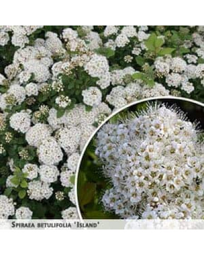 Спірея березолиста Ісланд | Spiraea betulifolia Island | Спирея берёзолистная Исланд