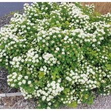 Спірея березолиста Ісланд | Spiraea betulifolia Island | Спирея берёзолистная Исланд