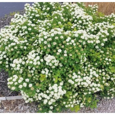 Спірея березолиста Ісланд | Spiraea betulifolia Island | Спирея берёзолистная Исланд