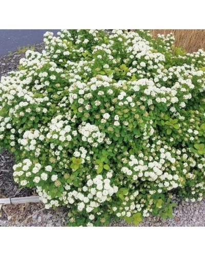 Спірея березолиста Ісланд | Spiraea betulifolia Island | Спирея берёзолистная Исланд