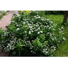 Спірея березолиста Ісланд | Spiraea betulifolia Island | Спирея берёзолистная Исланд