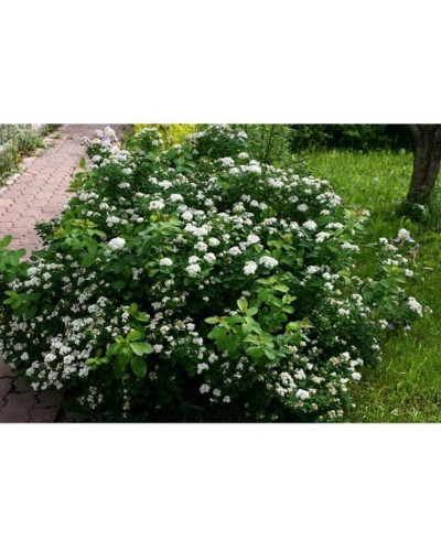 Спірея березолиста Ісланд | Spiraea betulifolia Island | Спирея берёзолистная Исланд