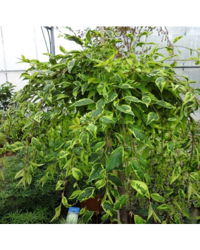 Сакура дрібнопильчаста Фрілі Фок на штамбі | Prunus incisa Frilly Frock on shtambe | Сакура мелкопильчатая Фрилли Фок на штамбе