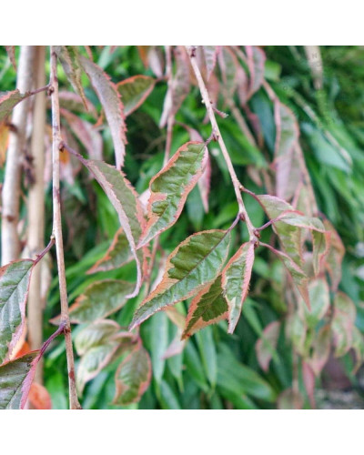 Сакура дрібнопильчаста Фрілі Фок на штамбі | Prunus incisa Frilly Frock on shtambe | Сакура мелкопильчатая Фрилли Фок на штамбе
