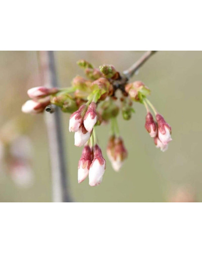 Сакура дрібнопильчаста Фрілі Фок на штамбі | Prunus incisa Frilly Frock on shtambe | Сакура мелкопильчатая Фрилли Фок на штамбе