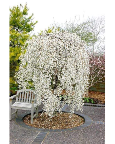 Сакура дрібнопильчаста Фрілі Фок на штамбі | Prunus incisa Frilly Frock on shtambe | Сакура мелкопильчатая Фрилли Фок на штамбе