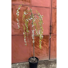 Сакура дрібнопильчаста Фрілі Фок на штамбі | Prunus incisa Frilly Frock on shtambe | Сакура мелкопильчатая Фрилли Фок на штамбе