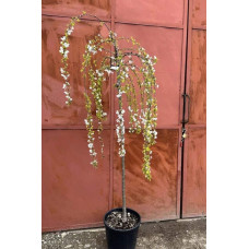 Сакура дрібнопильчаста Фрілі Фок на штамбі | Prunus incisa Frilly Frock on shtambe | Сакура мелкопильчатая Фрилли Фок на штамбе