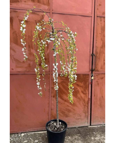 Сакура дрібнопильчаста Фрілі Фок на штамбі | Prunus incisa Frilly Frock on shtambe | Сакура мелкопильчатая Фрилли Фок на штамбе