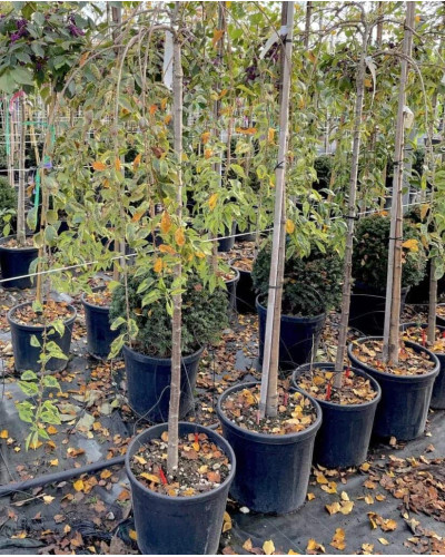 Сакура дрібнопильчаста Фрілі Фок на штамбі | Prunus incisa Frilly Frock on shtambe | Сакура мелкопильчатая Фрилли Фок на штамбе