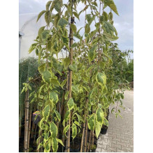 Сакура дрібнопильчаста Фрілі Фок на штамбі | Prunus incisa Frilly Frock on shtambe | Сакура мелкопильчатая Фрилли Фок на штамбе