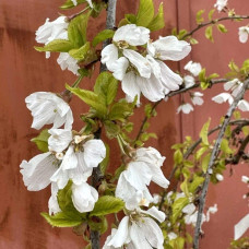 Сакура дрібнопильчаста Фрілі Фок на штамбі | Prunus incisa Frilly Frock on shtambe | Сакура мелкопильчатая Фрилли Фок на штамбе