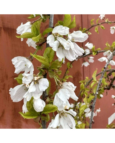 Сакура дрібнопильчаста Фрілі Фок на штамбі | Prunus incisa Frilly Frock on shtambe | Сакура мелкопильчатая Фрилли Фок на штамбе
