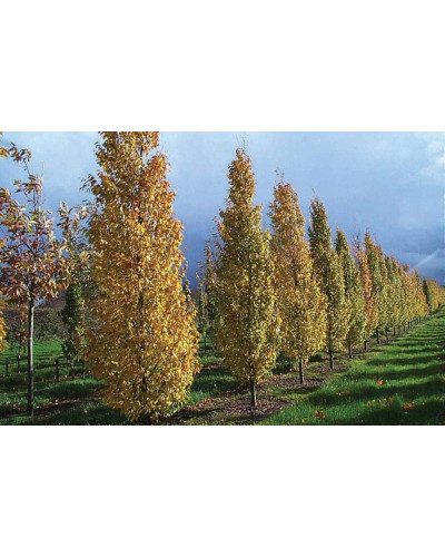 Граб звичайний Франс Фонтейн | Carpinus betulus Frans Fontaine | Граб обыкновенный Франс Фонтейн