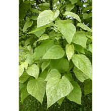 Катальпа чудова ’Пульверулента’ штамб|Catalpa speciosa Pulverulenta|Катальпа великолепная ’Пульверулента’ штамб