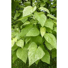 Катальпа чудова ’Пульверулента’ штамб|Catalpa speciosa Pulverulenta|Катальпа великолепная ’Пульверулента’ штамб