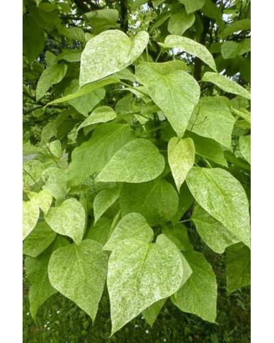 Катальпа чудова ’Пульверулента’ штамб|Catalpa speciosa Pulverulenta|Катальпа великолепная ’Пульверулента’ штамб