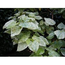 Катальпа чудова ’Пульверулента’ штамб|Catalpa speciosa Pulverulenta|Катальпа великолепная ’Пульверулента’ штамб
