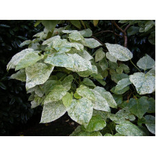 Катальпа чудова ’Пульверулента’ штамб|Catalpa speciosa Pulverulenta|Катальпа великолепная ’Пульверулента’ штамб
