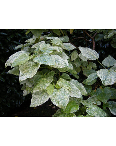 Катальпа чудова ’Пульверулента’ штамб|Catalpa speciosa Pulverulenta|Катальпа великолепная ’Пульверулента’ штамб
