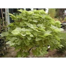 Катальпа чудова ’Пульверулента’ штамб|Catalpa speciosa Pulverulenta|Катальпа великолепная ’Пульверулента’ штамб
