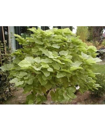 Катальпа чудова ’Пульверулента’ штамб|Catalpa speciosa Pulverulenta|Катальпа великолепная ’Пульверулента’ штамб