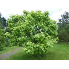 Катальпа чудова ’Пульверулента’ штамб|Catalpa speciosa Pulverulenta|Катальпа великолепная ’Пульверулента’ штамб