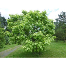 Катальпа чудова ’Пульверулента’ штамб|Catalpa speciosa Pulverulenta|Катальпа великолепная ’Пульверулента’ штамб