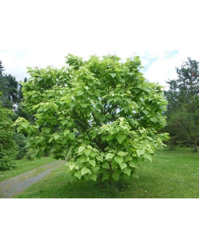 Катальпа чудова ’Пульверулента’ штамб|Catalpa speciosa Pulverulenta|Катальпа великолепная ’Пульверулента’ штамб