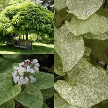 Катальпа чудова ’Пульверулента’ штамб|Catalpa speciosa Pulverulenta|Катальпа великолепная ’Пульверулента’ штамб