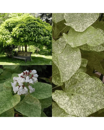 Катальпа чудова ’Пульверулента’ штамб|Catalpa speciosa Pulverulenta|Катальпа великолепная ’Пульверулента’ штамб