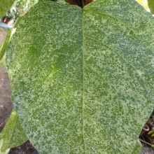 Катальпа чудова ’Пульверулента’ штамб|Catalpa speciosa Pulverulenta|Катальпа великолепная ’Пульверулента’ штамб
