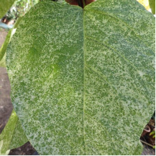 Катальпа чудова ’Пульверулента’ штамб|Catalpa speciosa Pulverulenta|Катальпа великолепная ’Пульверулента’ штамб